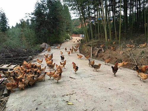 果林雞養(yǎng)殖基地